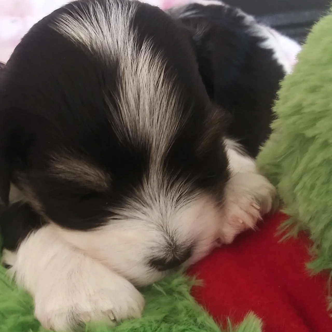 puppy-rocky